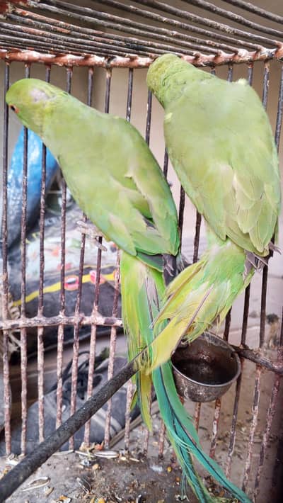 ringneck pair