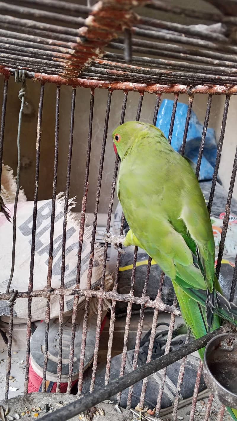ringneck pair 1