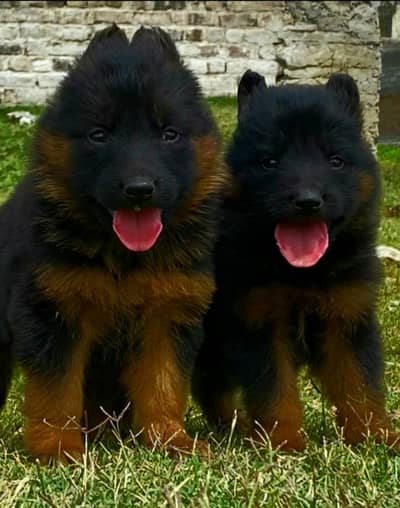 German Shepherd long coat female age for sale