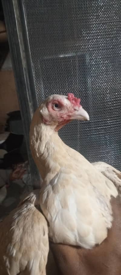 urgent sale all setup cheap price