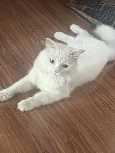 Male white Persian cat with variant eyecolor