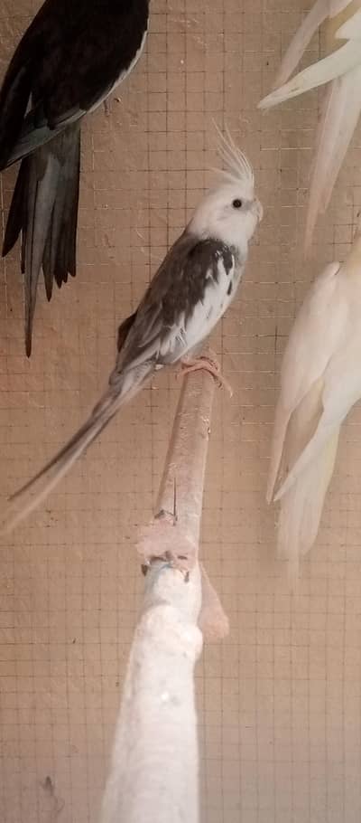 2 breeder Cocktail female