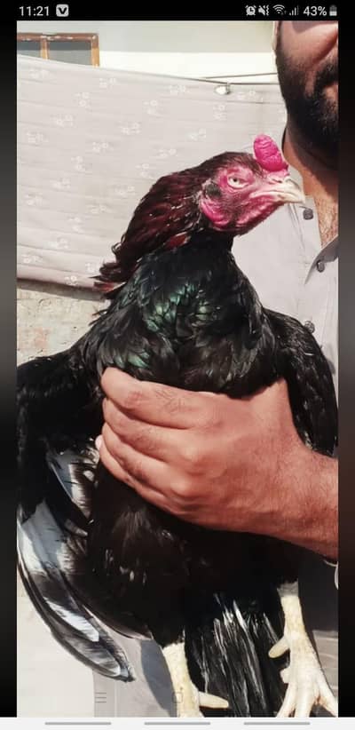 high quality breeder