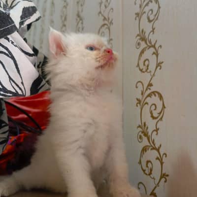 white blue eyes pair available