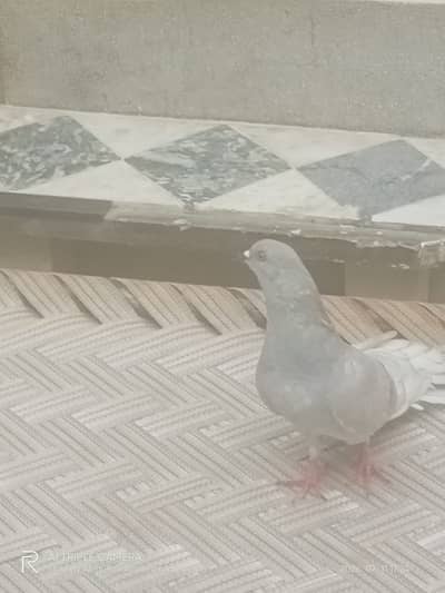 GREY SHERAZI PIGEON