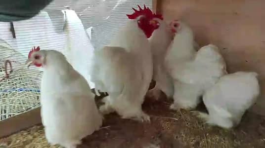 White black coco blue molted bantam chicks available