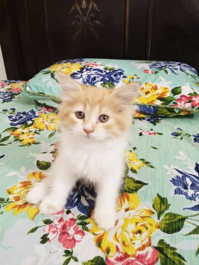 Healthy & Friendly House Cat Available
