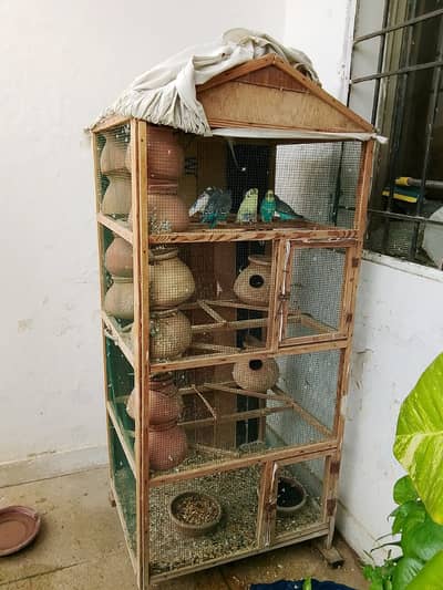 Australian bird 8 pair with cage