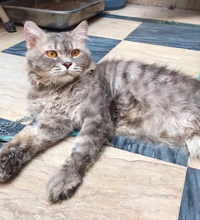 Persian cat for sale and for exchange fully active and fully trained
