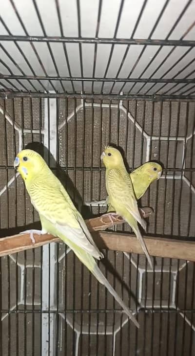 budgies rainbow split