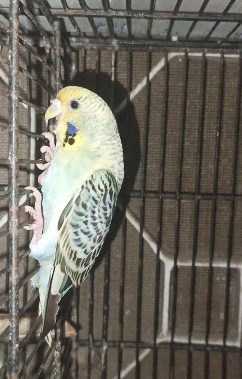 budgies rainbow split 1