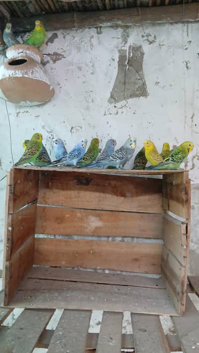 Budgies 30 mixed male and female