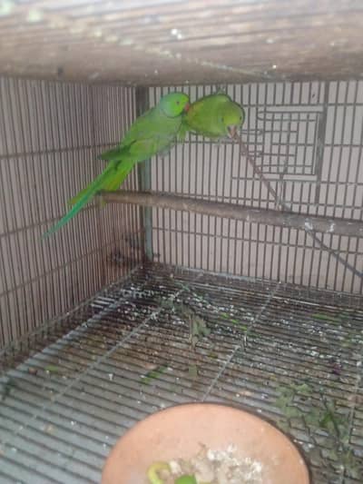 green parrot split yellow pair available for sale with cage and box