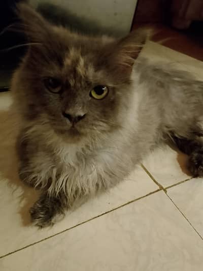 she is our durable kitten name Misty.