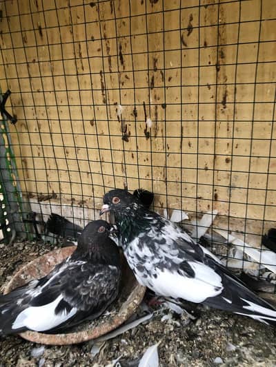 High flyer pigeons