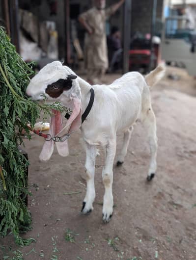 urgent sale kamori Bakra 4months for sale