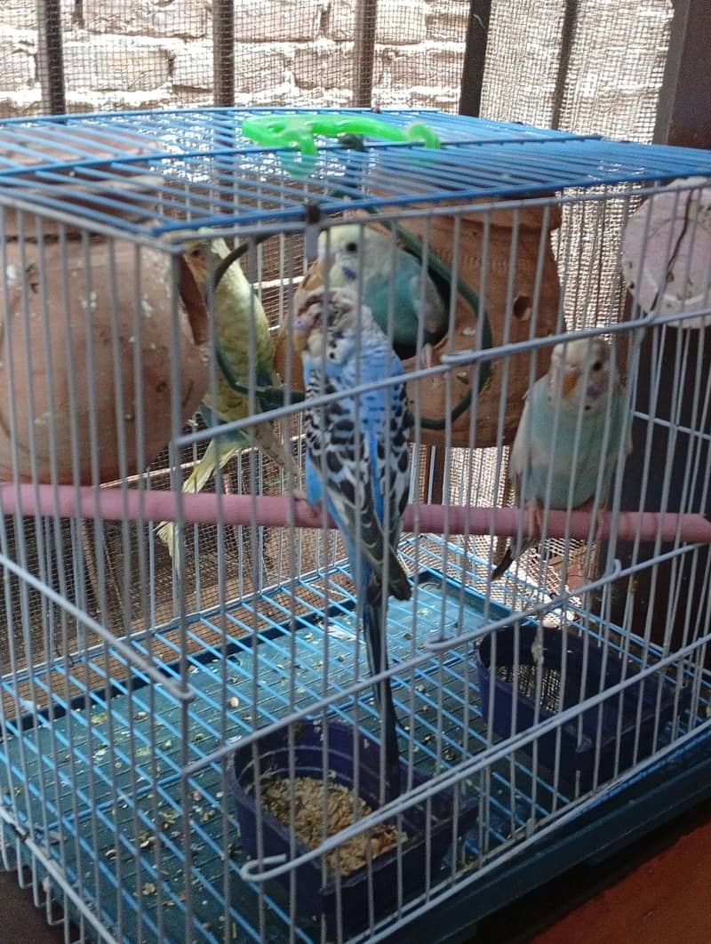 Two breeding pair With Cage 0