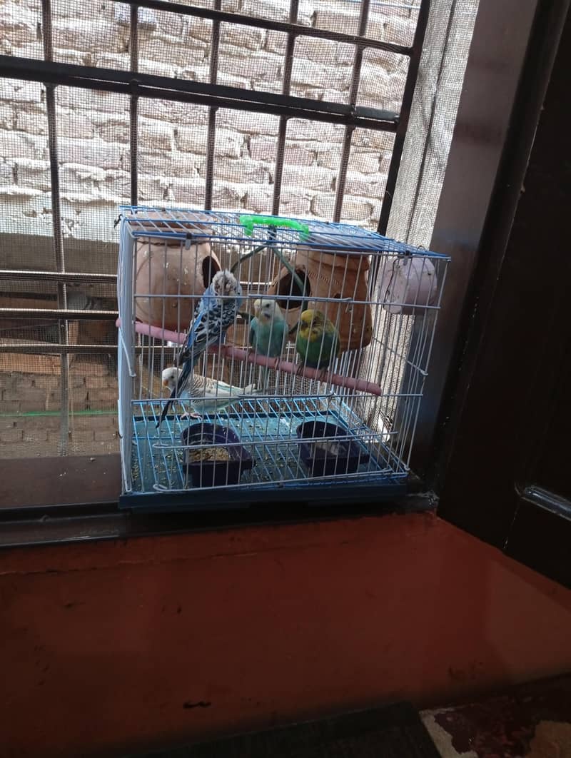 Two breeding pair With Cage 1