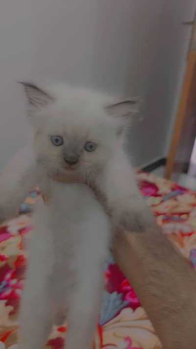 Persain cat kitten For sale