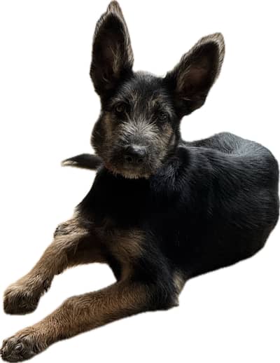 German shepherd mix terrior