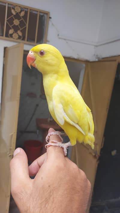 yellow Parrot hand tame self chick for sale