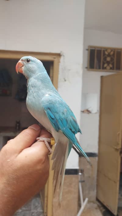 blue ct male hand tame chick for sale