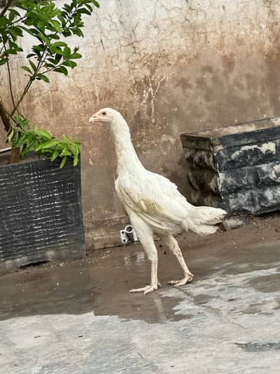 Pure Aseel white shamoo female available