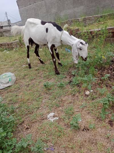 desi bakri and 3 months bakra for sale