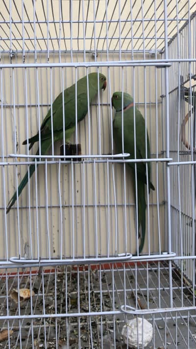 Green neck parrot
