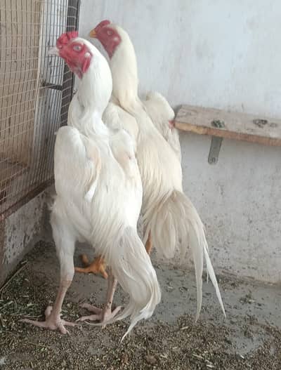Pure White Shamo Pair for Sale – Healthy & Premium Breed 2 py 1 free