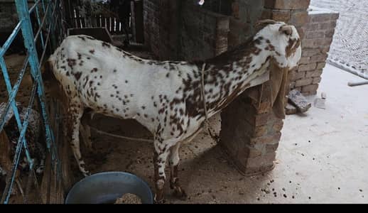 one breader and 4 female goat
