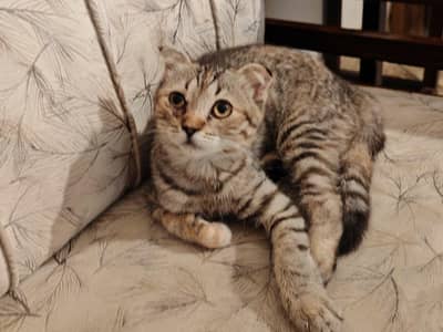 scottish fold and american shorthair cross