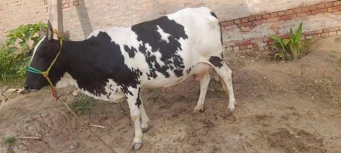 cow for sale