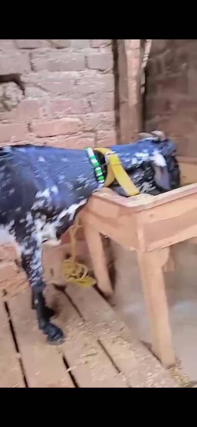 dasi bakri gaban 03098289032