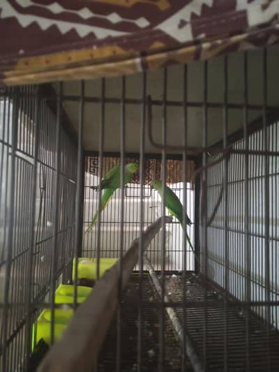 Parrot For Sale
