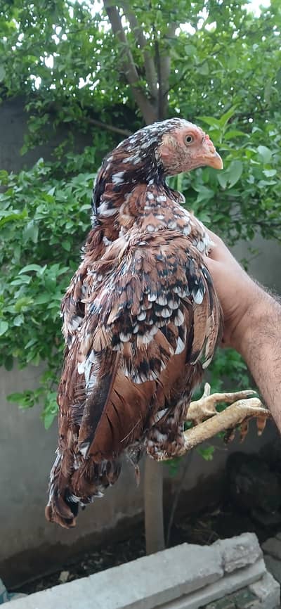 Quality Mianwali female ' Kundal 'chorus Nali saaf ankh ' mazboot body