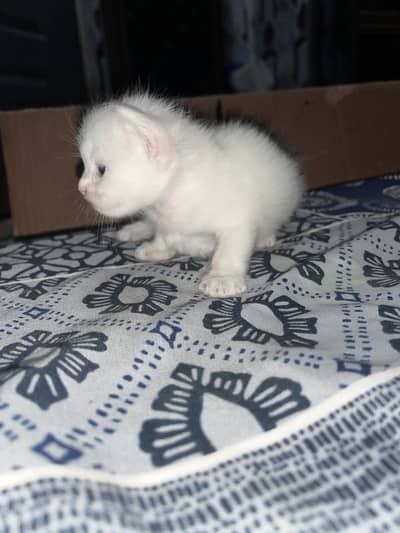 Persian cat babies 03175561150
