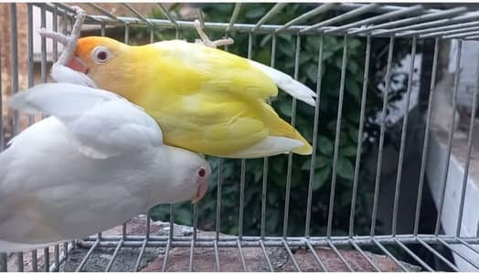 Lovebirds, Boxes, and Cages