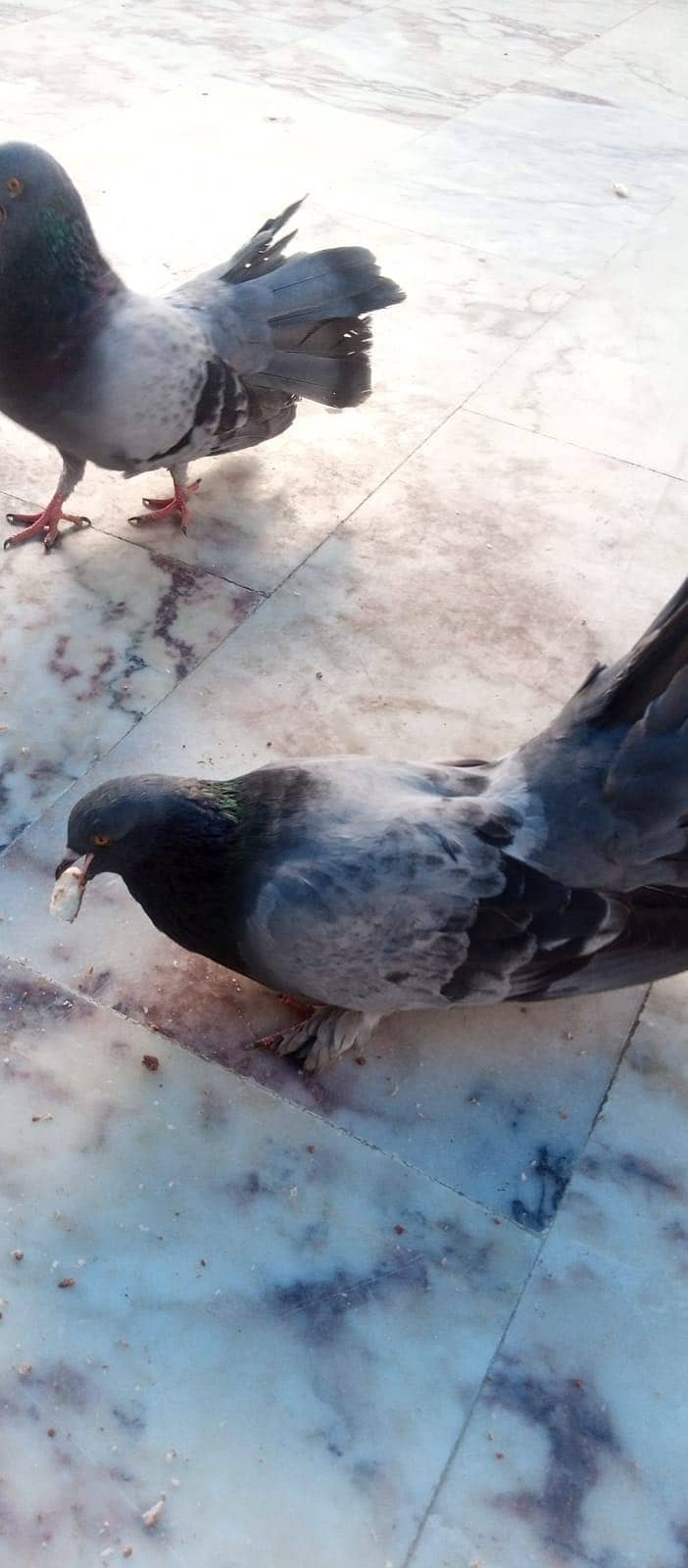 Pigeon 0