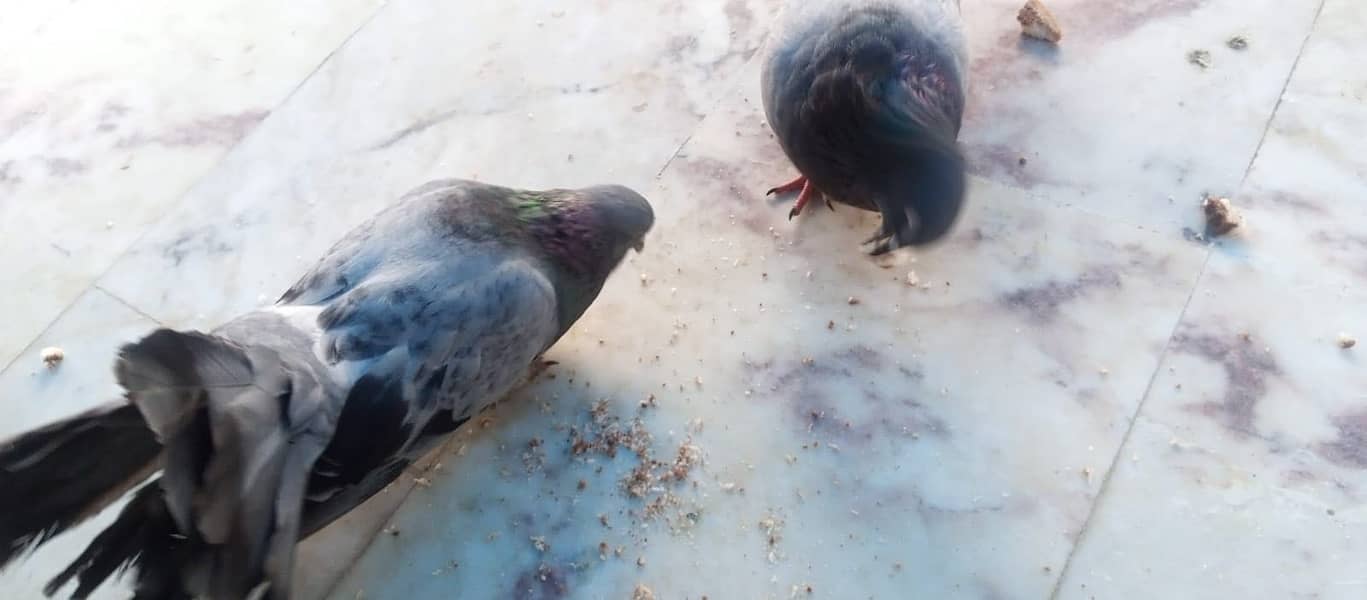 Pigeon 1