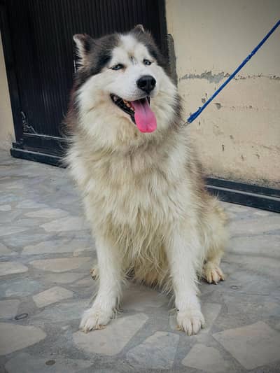 Siberian husky male blue eyes