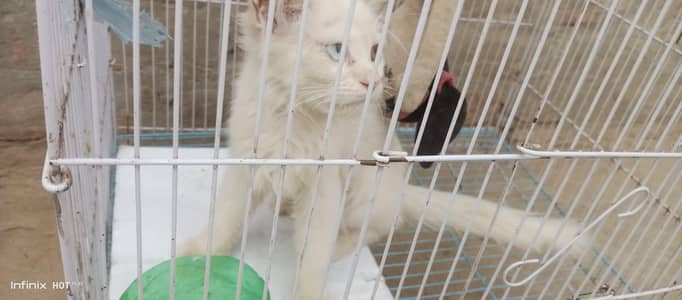 Beautiful Miniature Kitten For Sale