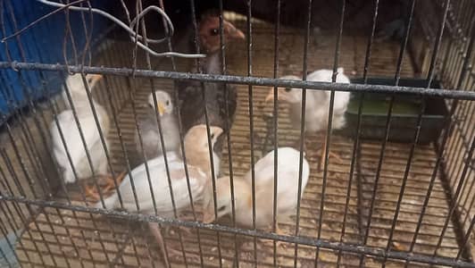 Aseel Chicks Available