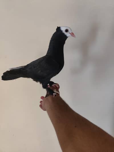 hand tame piegon for sale