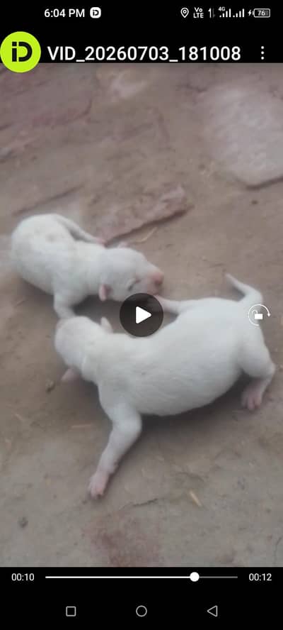 pure gultier female dog