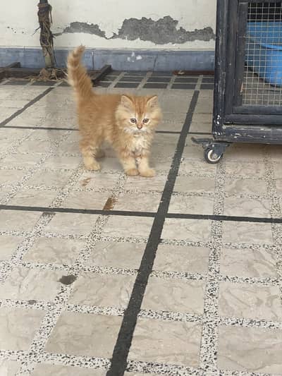 top line persian female kittens