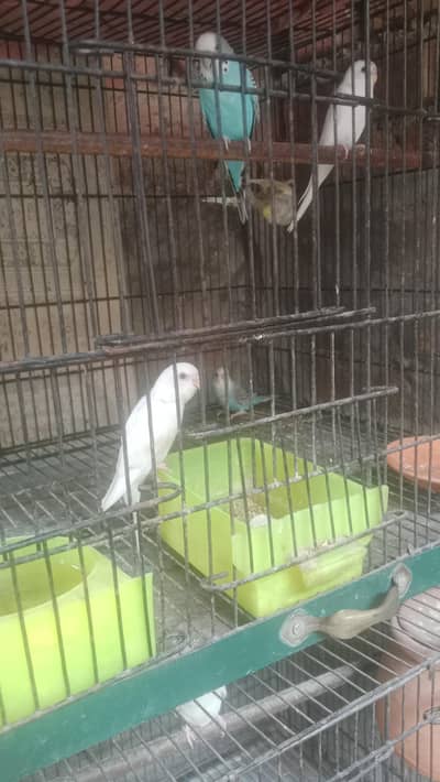 Astralian birds