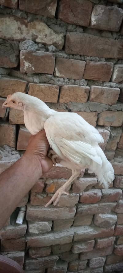 WHITE ASEEL HEERA FEMALE AGE 4 MONTH ACTIVE HEALTHY ALHAMDULILLA