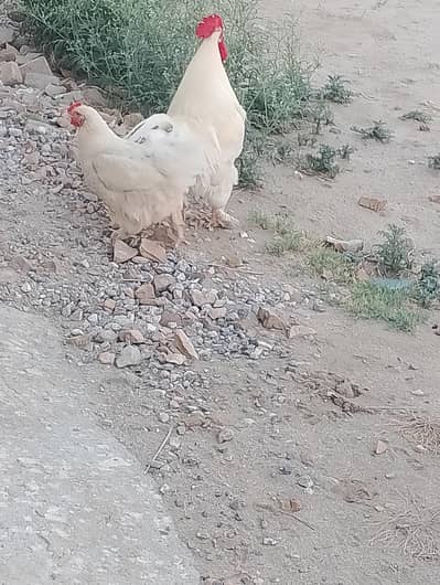 WHITE BUFF PAIR FOR SALE