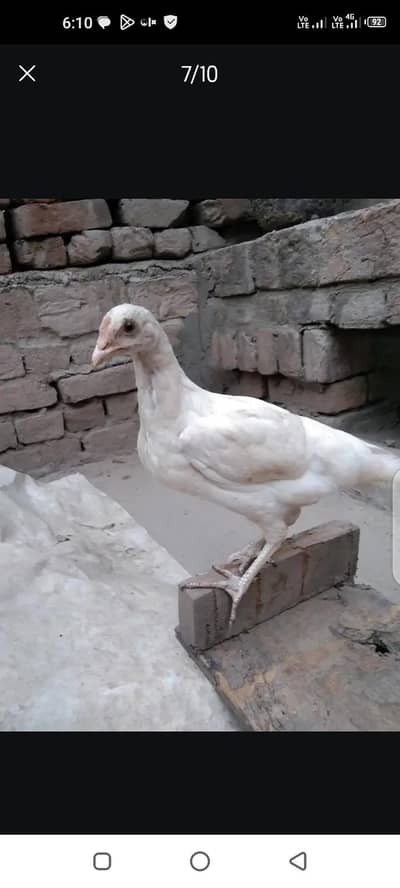 WHITE ASEEL. FEMALE AGE 5to6 MONTH & EXCHANGE POSSIBLE WITH good BREDER